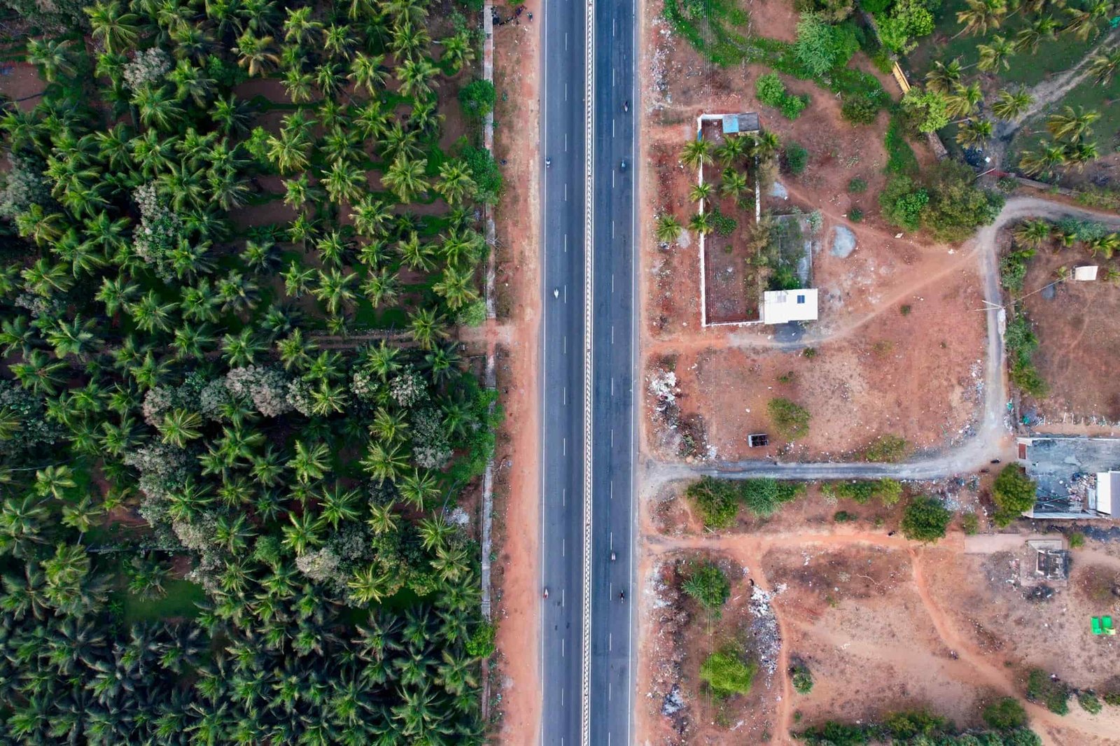 Open paddy field lined with coconut palms near Coimbatore